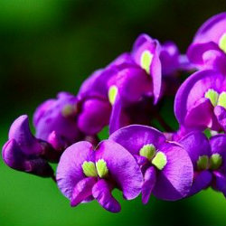 Purple Hardenbergia flowers
